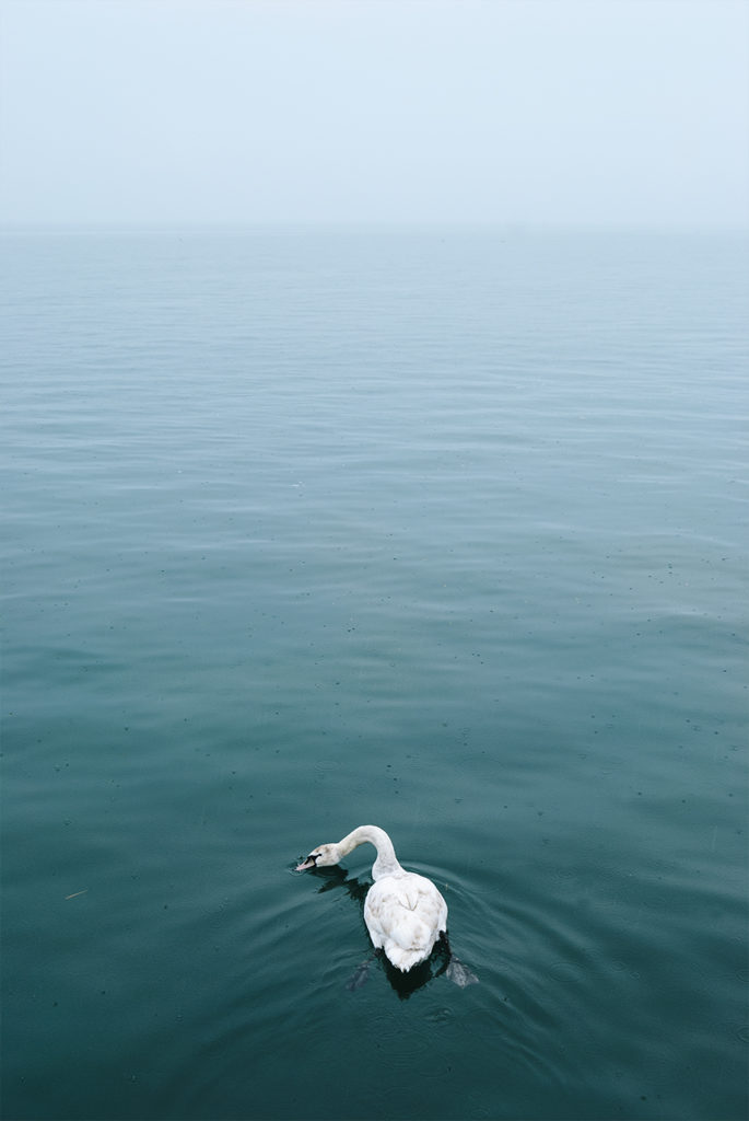 Cigno che nuota sul lago di garda in un giorno di pioggia